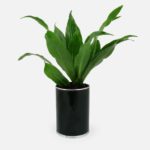 plante-verte-dans-un-pot-personnalise-logo-entreprise